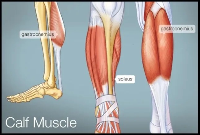 Human calf muscles